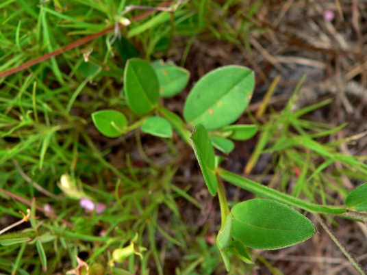 {Crotalaria maritima}